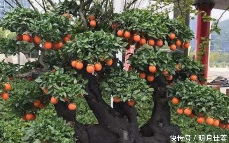 有钱人都养3种花,镇宅又旺财,好养漂亮,养在客厅最合适