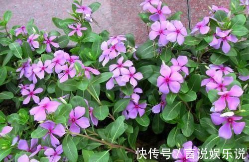 排水|养花不死，全靠盆土，用这个土养花，能活几十年