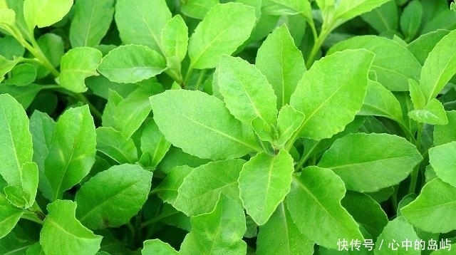  泡水喝的话|丹参和三七哪个通血管比较好？