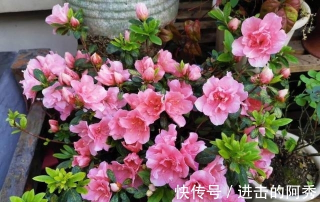 20种“坑人花”,真的很难养,没有三五年的养花经验,别入坑