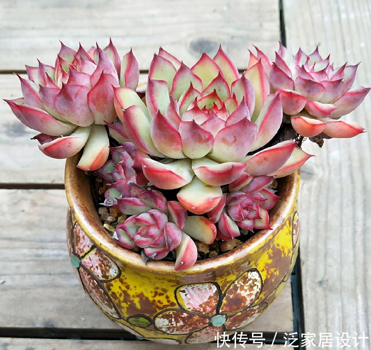 不容错过的浓颜系多肉,简介珊瑚珠、法瑞诺莎、花月夜、红霜