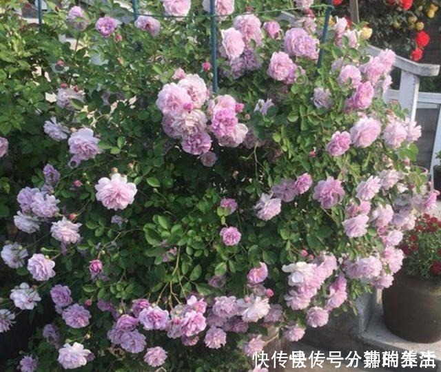 花卉|鱼肠养花,4个方法除臭效果好,花卉长得旺,开花多!