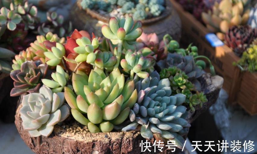 土壤|盆栽养殖多肉,天热更该旱养,不然烂根问题多
