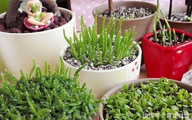 这3种“水果核”别扔,把它扔盆里,10天成盆栽,比花美10倍