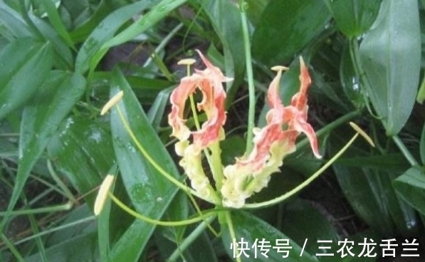 治疗痛风|治疗痛风的“特效药”,长在农村没人要,城里根本看不到