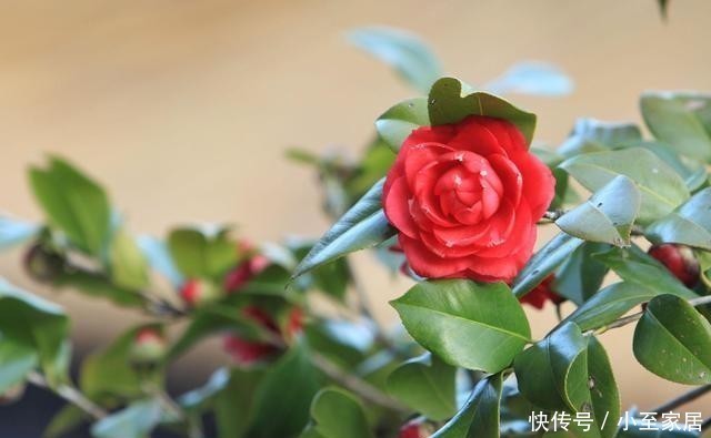 杜鹃杜鹃|这6种花，记住晚上冻，白天晒，开花特别快！