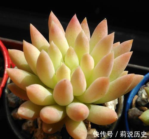 盘点10款水灵圆润的多肉植物，每一款都萌化人心，值得拥有！