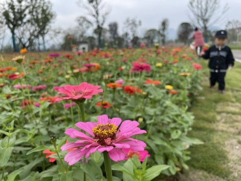 百日草|?五彩花海、金色稻田、趣味风车…… 龙潭美丽田园示范区秋日风光美如画