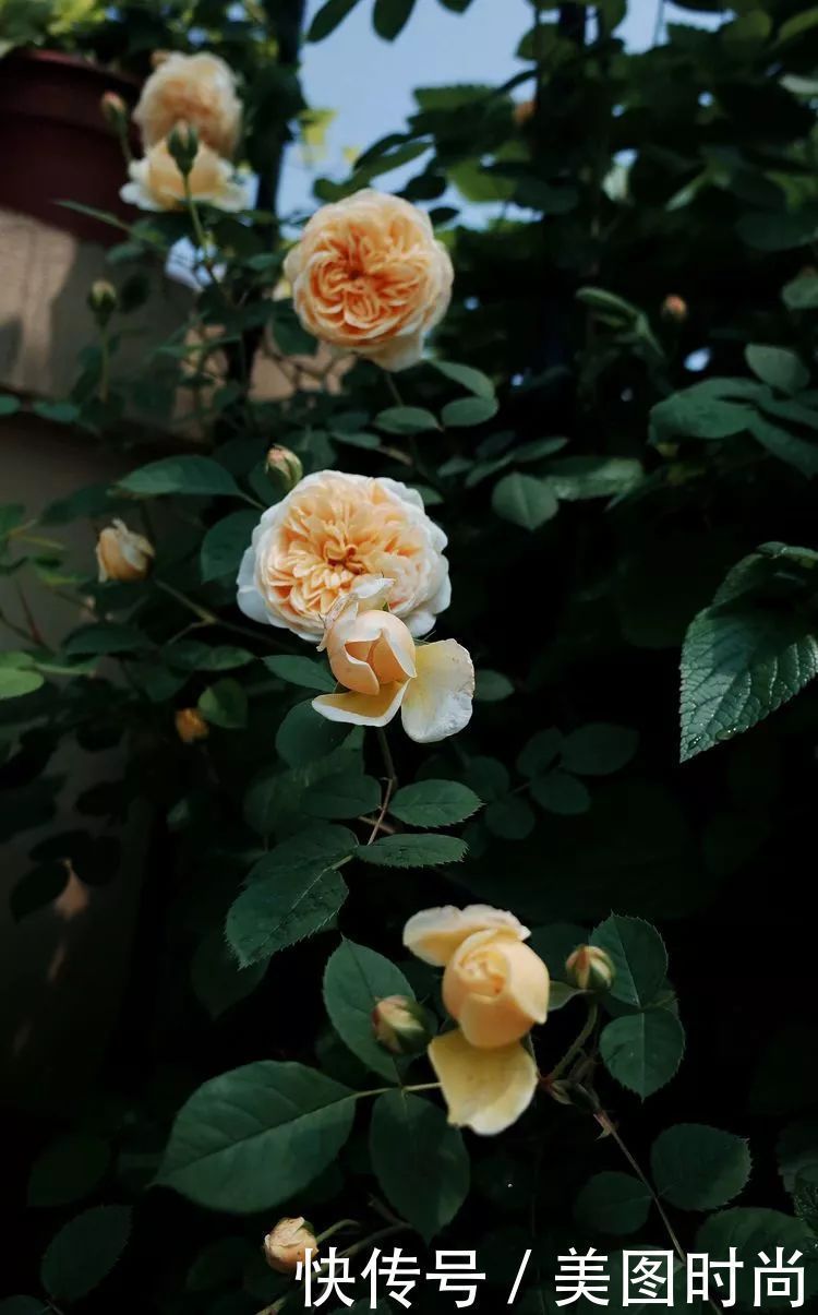 130㎡大露台,花1年改造成“花草蔬果园”,体验屋顶上的田园生活