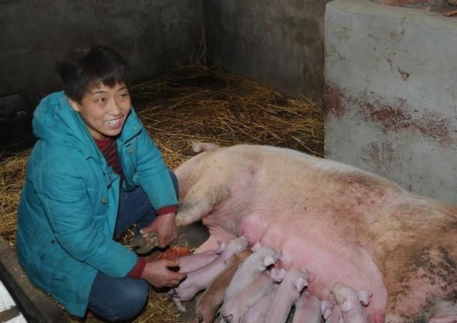 U8国际- U8国际官方网站- U8体育APP下载母猪产后护理规定ppt