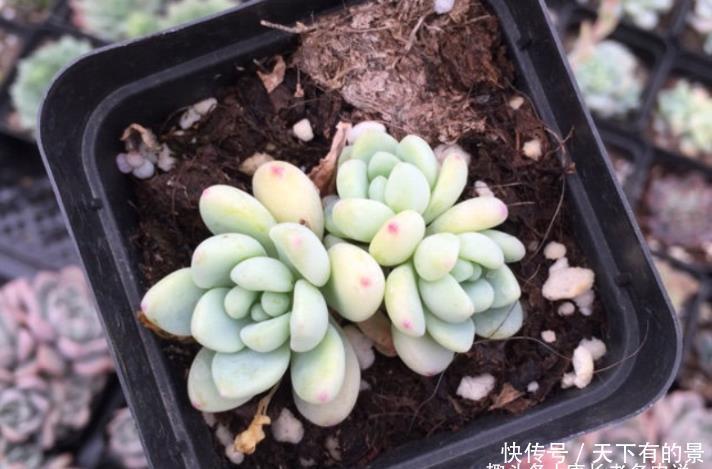用塑料小黑方来养多肉并不是不可以,但它的优劣性你得先知道