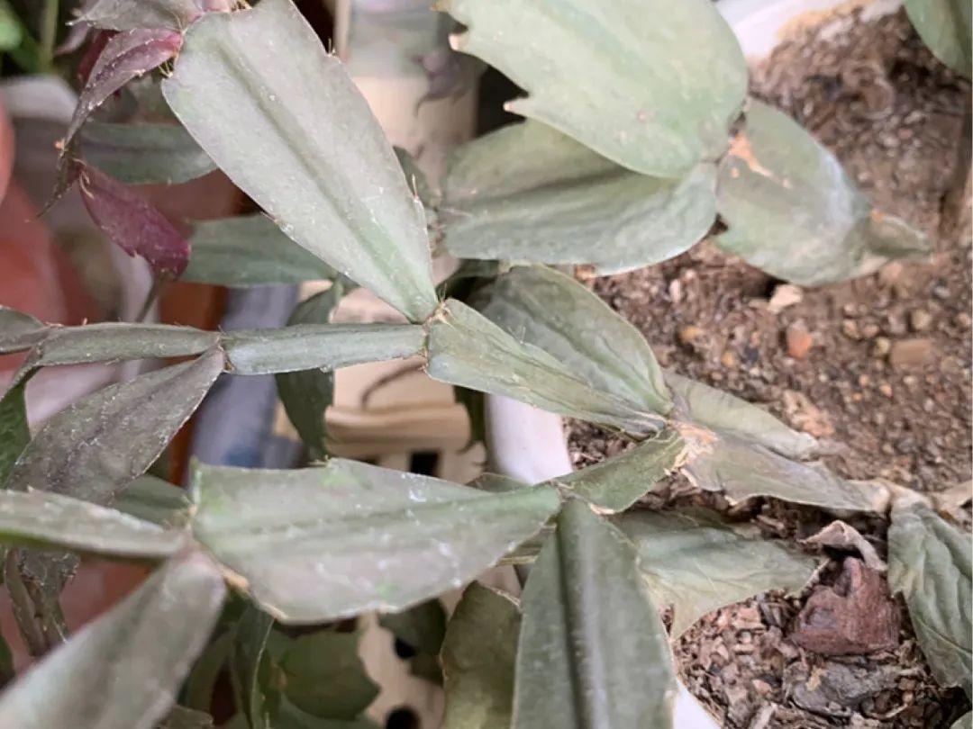 浇水|10种花要控水,天热反而不能浇,一浇水就死