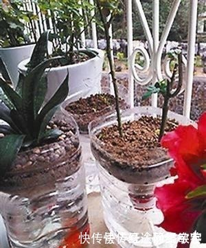 用完的洗衣液瓶千万别扔，它大有妙用！