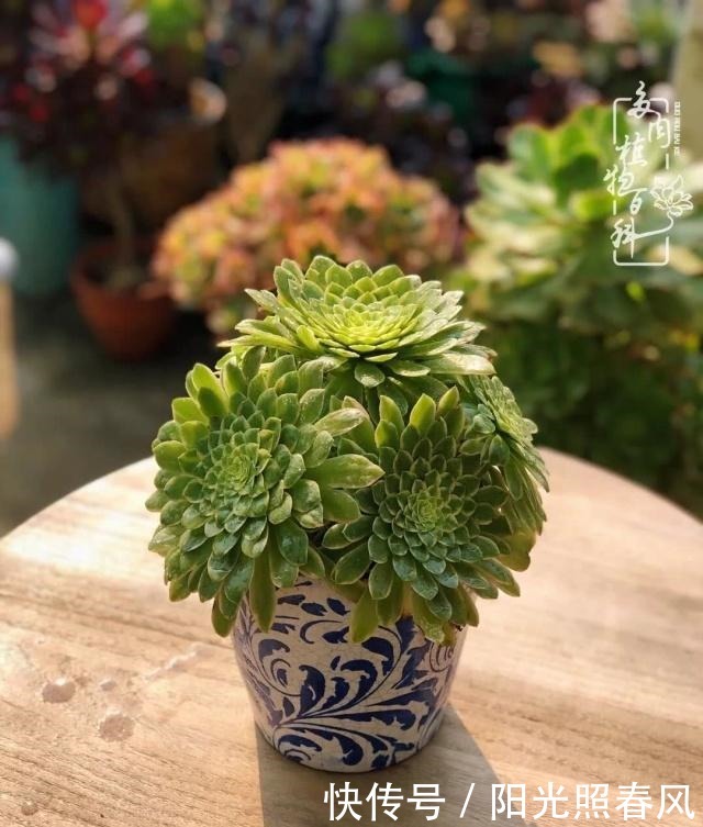 多肉法师欣赏在最美法师季,法师丛中一定住着小天使!