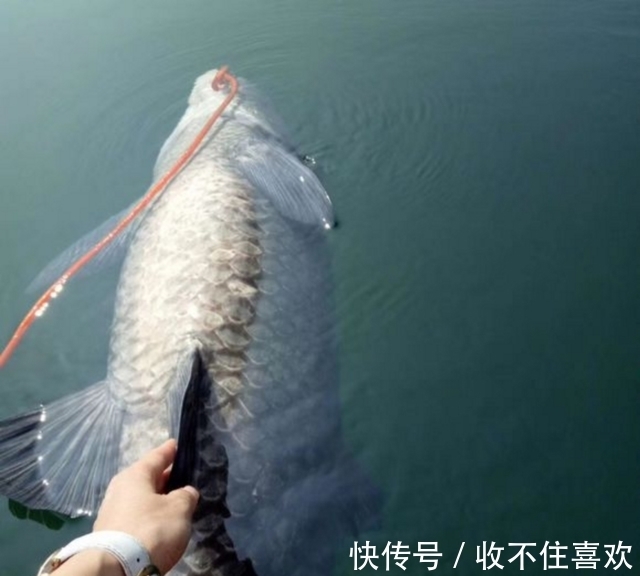 鱼王|男子钓上百斤一样的鱼,酒店出2000元收购,堪称千岛湖鱼王