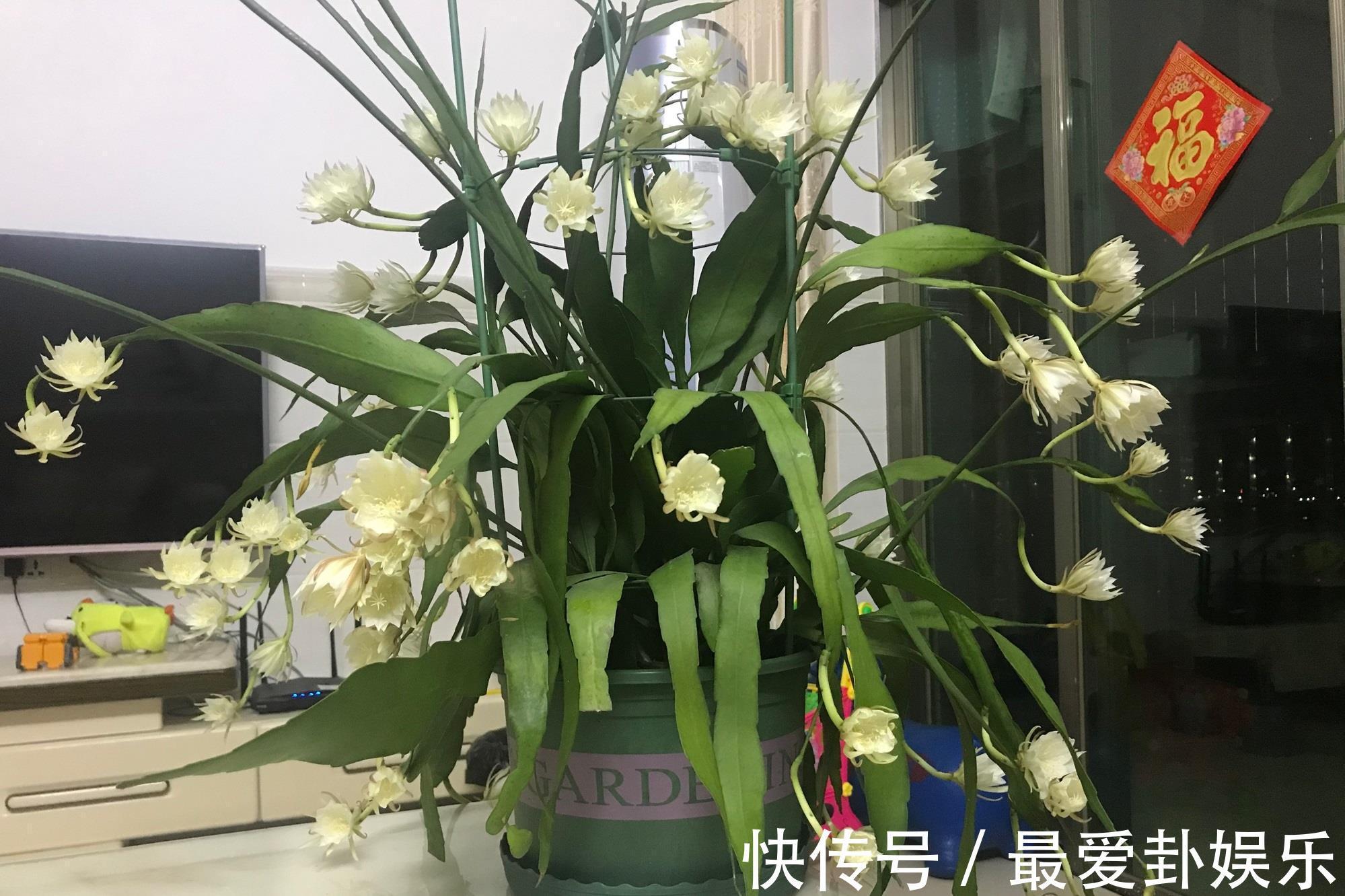 芳香|新型室内盆栽,耐阴好养,秋冬也有花开,花朵又美又香