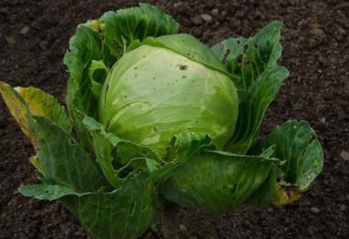 海鲜|查出甲状腺结节，不能碰海鲜？其实，真该忌口的是“1黄、2绿”