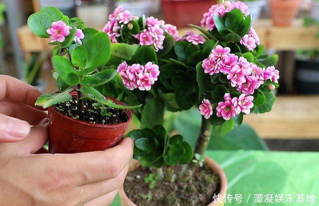 虎皮兰|养这10种花,再喜欢也别多浇水,少浇水,不管它,反而花更多