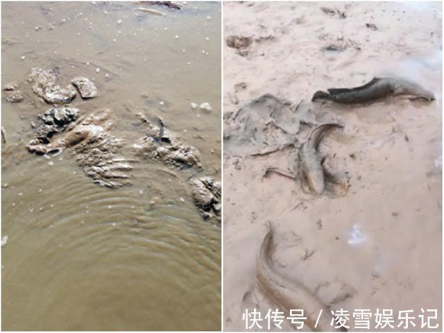 鱼塘|安徽老乡养鱼，两万元鱼苗投放进去，却被这群“大害鱼”吃个精光