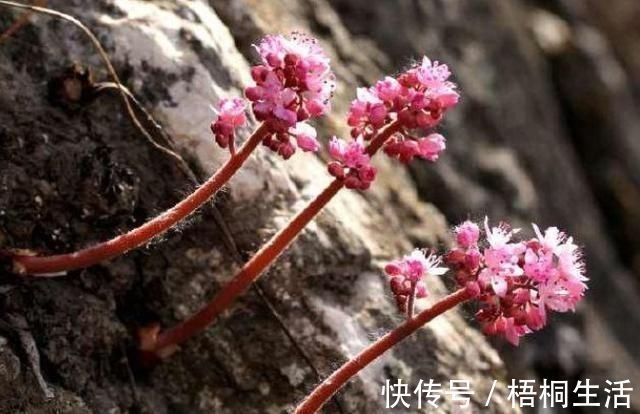 写真|长在石头缝里的开花植物,遇见一棵你就发大财了,来看看你见过吗