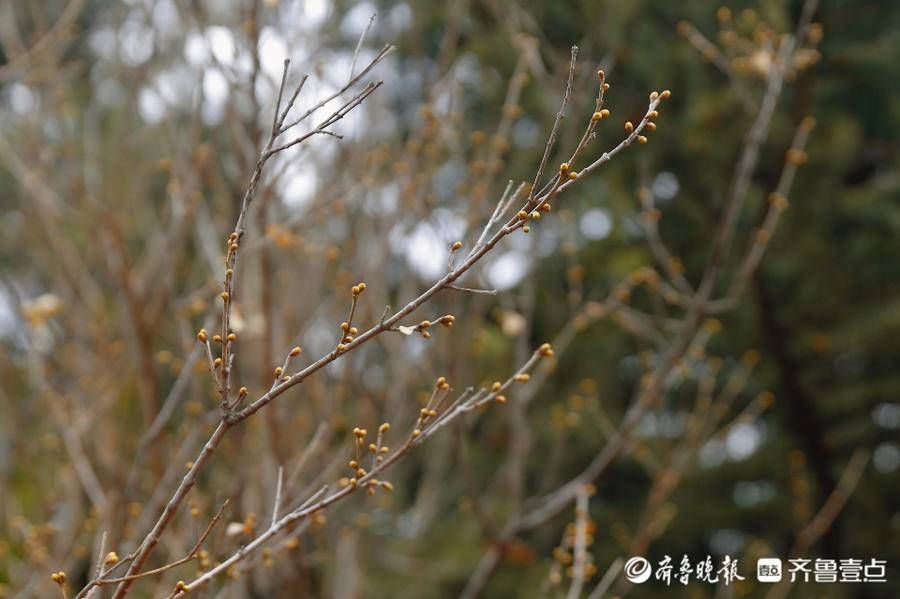 暗香|壹图集｜泰城五处赏梅寻香地盘点，不容错过的暗香涌动