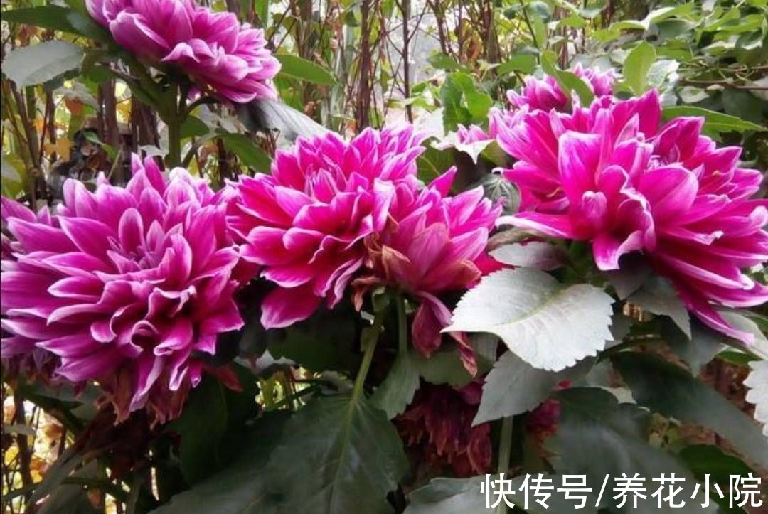 植株|院子里养1种花，开花硕大美艳，花期又长