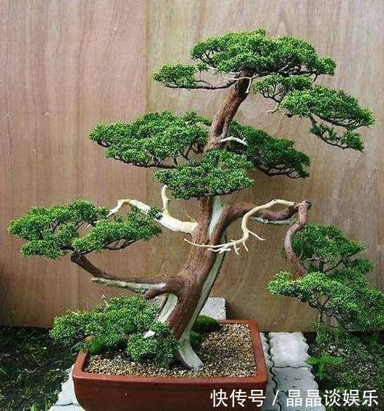 技巧|3种名贵盆景山上遍地有，教你养护技巧，个个价值高造型佳