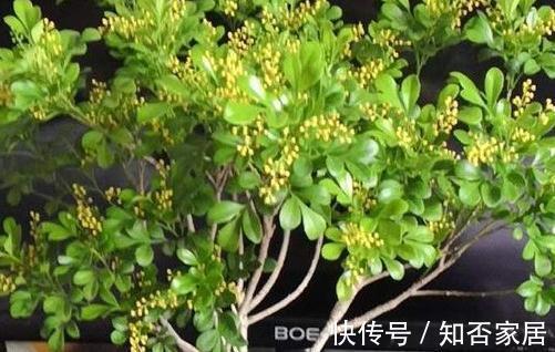 养花|米兰，出现落叶，黄叶，高手一般都从4点入手