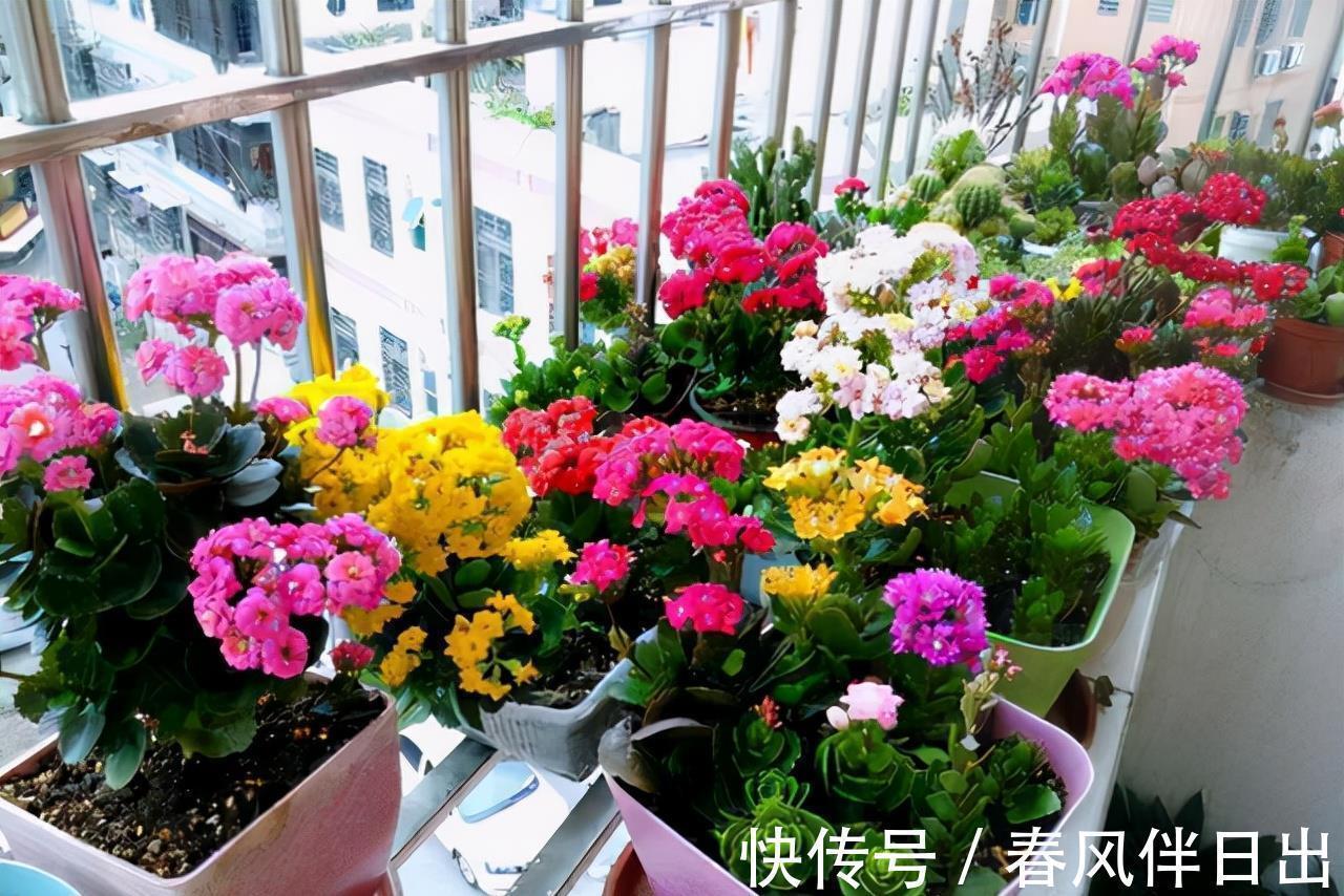 适合9月养的花,花大色艳,爱开花,很漂亮,关键很好养