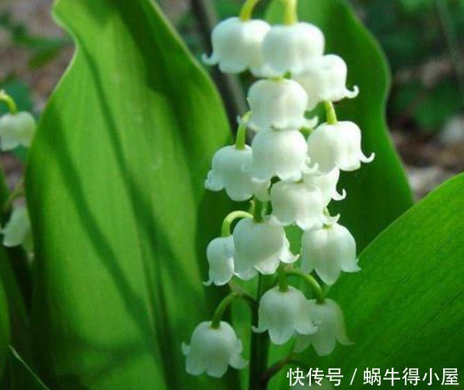 4种花养在家里,一整年都有好运气,好养活还不贵