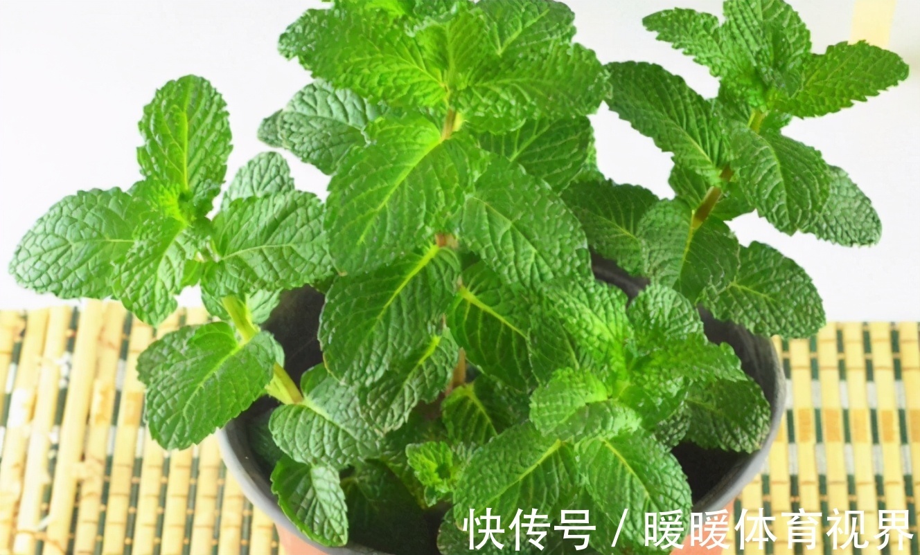 芦荟|这3款植物既能赏又能吃，盆栽养眼、养身！