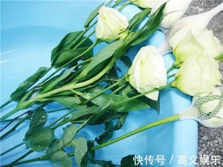 水杨酸|8种自制生根剂,扦插前抹一抹,白根冒的又快又多!