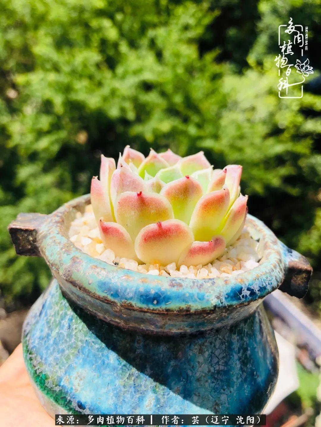 血罗|万物皆有灵性，一年四季有多肉陪伴真好！