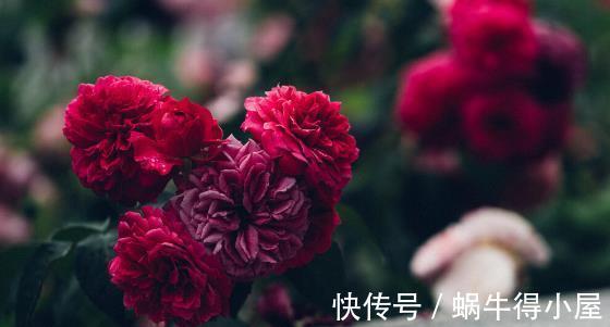 北方地区|北方种月季就是比南方好养又好看，别不服气，三个原因摆在这里