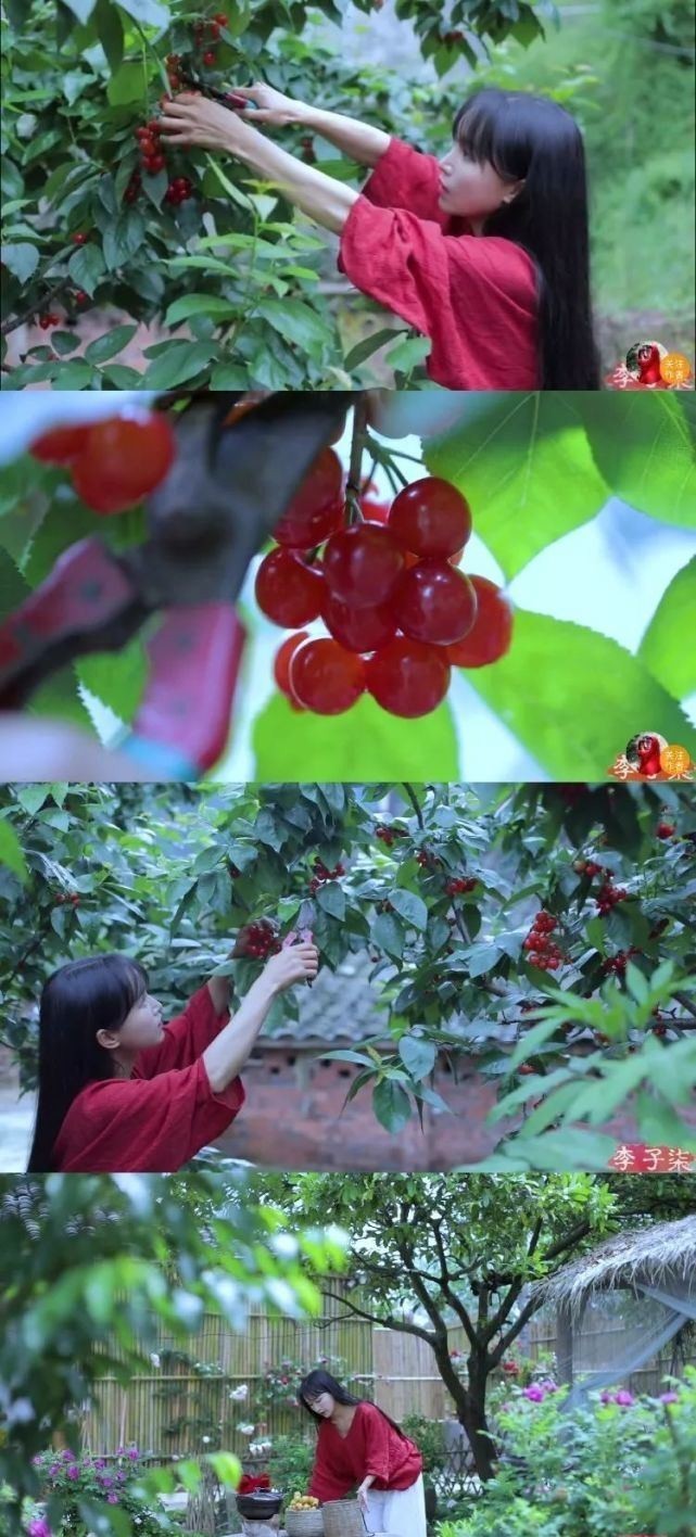 花园|在家种个菜都这么美,还要什么花园?