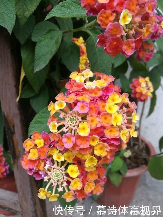 鼠尾草鼠尾草|这花名字太难听,我实在叫不出口,到底谁起的