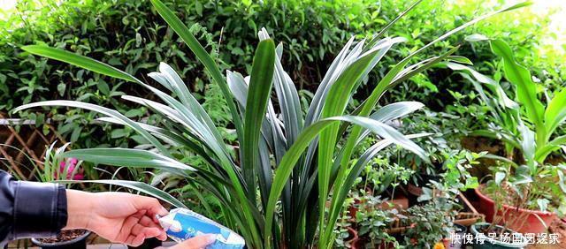 盆栽|养兰花“2懒1勤”别守规矩,新芽冒不停,花箭半米高
