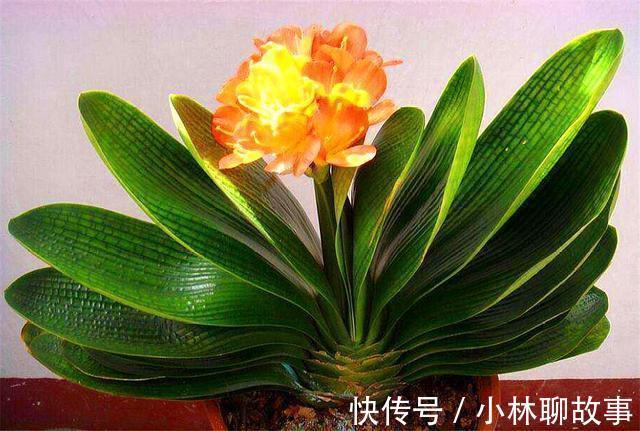 大叶君子兰，养护简单，开花能力强，做好这4点，叶子肥厚花朵大