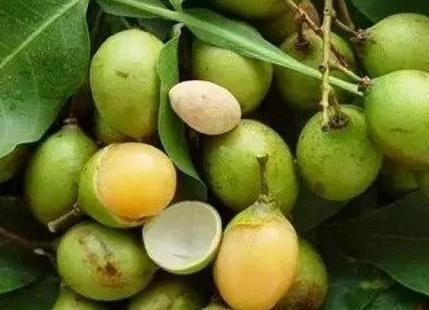 葡萄|世间这8种奇葩水果,我就吃过一种,你要是全部都吃过,就腻害了