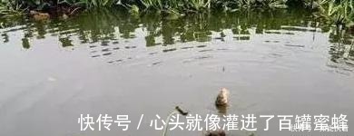 水草处|秋钓草边“三钓”、“三不钓”,用好了总有一次要爆护!