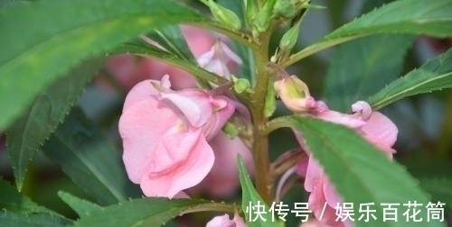 俗称“指甲花”，能染指甲能防蛇，却是“蛇蝎美人”，栽种要小心