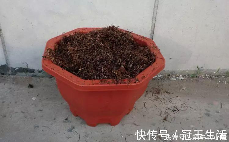 花苞|养花技巧：蟹爪兰一片叶子，蹿出10个花苞，给它喂啥好东西了