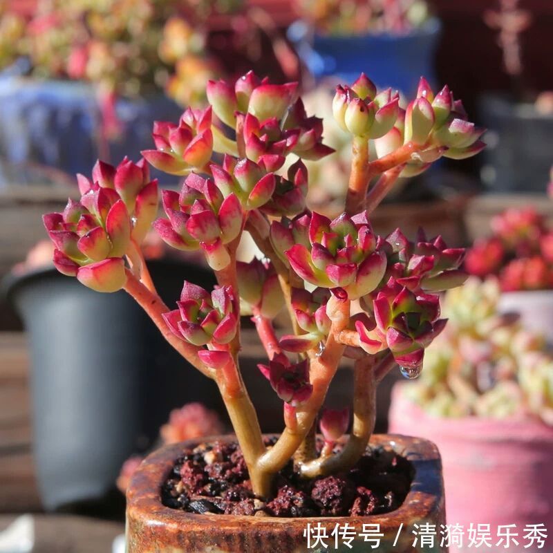 盘点10种“容易度夏”多肉,南北方花友,随便选、随便养