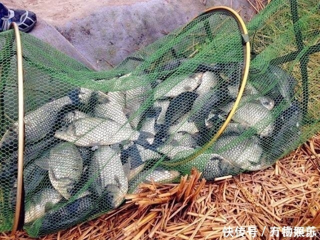 了解鲫鱼吞饵的3个步骤，方可准确提竿，成天爆护而归