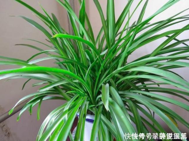 龟背竹|能让人长寿的盆栽,真是不可思议,最后一种人人都喜欢