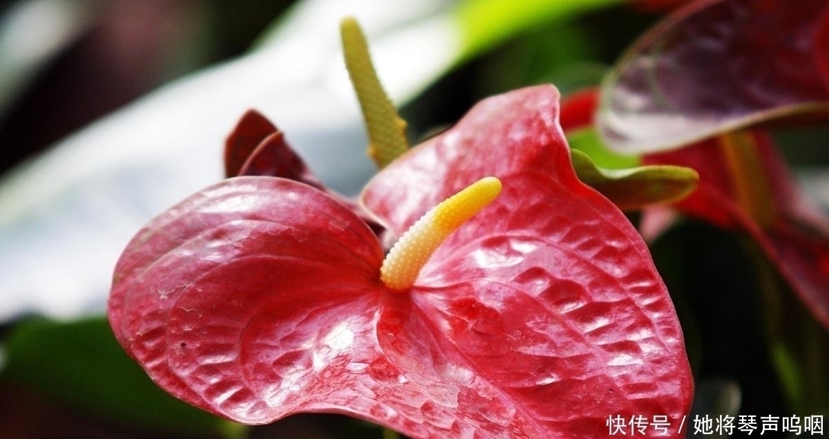 天竺葵|6种花“养小不养老”，越老越不好看，赶紧剪一刀