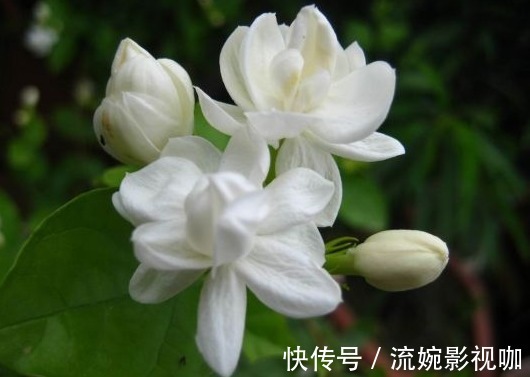 叶子|养茉莉花不长叶子，懂得分析原因，就能不枯萎长得好，开花不难