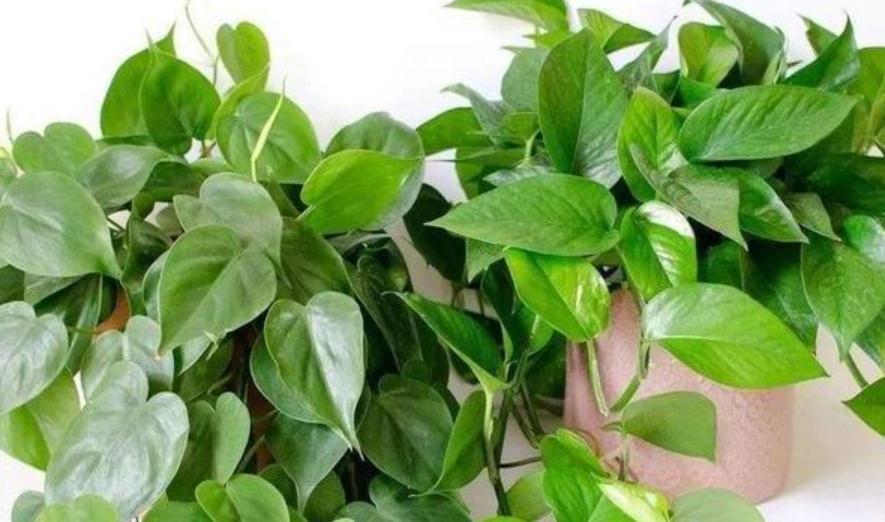 绿萝长得慢?多浇“2种水”,不用多花钱,茎叶就养得绿油油