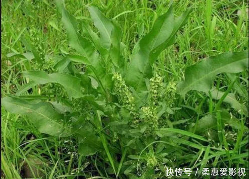  生长在河边的“野菠菜”，能够乌黑头发治脚气，价值很高