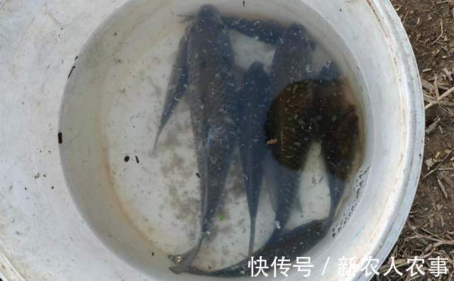 山东一河流入海口成天然黑坑,钓鱼人蜂拥而至,鱼获到底怎么样?